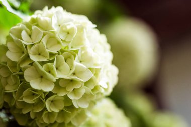 Blooming Hydrangea Limelight Paniculata,Beautiful large white hydrangea paniculata blossoms closeup. Soft focus,Light White Hydrangea in Bloom, flowers concept clipart