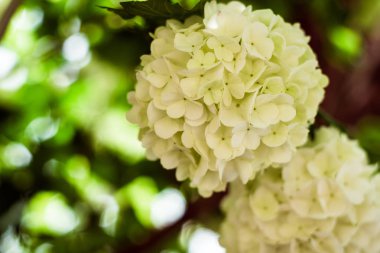 Çiçek açan ortanca Limelight Paniculata, güzel büyük beyaz ortanca paniculata çiçekleri portre. Yumuşak odak, ışık beyaz ortanca çiçek, çiçek kavramı