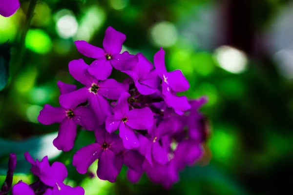Image macro de fleurs violettes lilas printanières, fleurs violettes dans la nature sauvage, concept printemps-été, concept fleurs, jardin printanier, fleurs printanières — Photo
