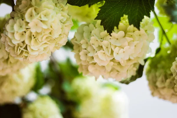 Blühende Hortensien beleuchten paniculata, schöne große weiße Hortensien paniculata blühen in Nahaufnahme. weicher Fokus, hellweiße Hortensien in voller Blüte, Blütenkonzept — Stockfoto
