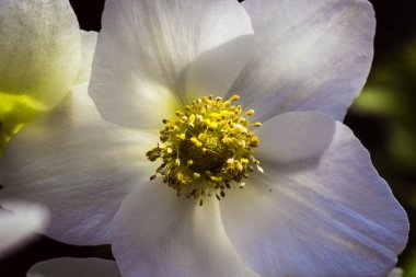 Güzel çiçeği ayva çiçek, bir çiçekli ayva, çiçekli ayva (Chaenomeles), bahar çiçekleri ve yakın: Japonca ayva, bahar yaz kavramı, çiçek kavramı dalları