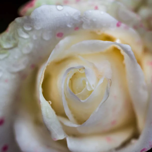 Makro-Nahaufnahme einer weißen Rose, einer weißen Rosenblüte als Geschenk, Valentinstag Hintergrund, Hochzeitstag, Valentinstag weiße Rosen.Herzförmig, Rose im Garten, Naturkonzept, Frühlingskonzept, Rosen im Wassertropfen — Stockfoto