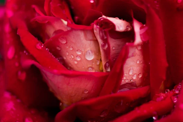 Eine Nahaufnahme einer roten Rose, eine rote Rosenblüte als Geschenk, Valentinstag Hintergrund, Hochzeitstag, Valentinstag rote Rosen.Herzförmig, Rose im Garten, Naturkonzept, Frühlingskonzept, Rosen im Wassertropfen — Stockfoto