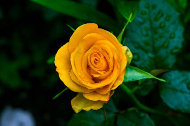 Sarı bir gül, bir sarı gül çiçek hediye, Sevgililer günü arka plan, düğün günü, Sevgililer sarı Rose.Heart şekilli, gül Bahçe, doğa kavramı, bahar kavramı, makro çekim yakından gül su damla