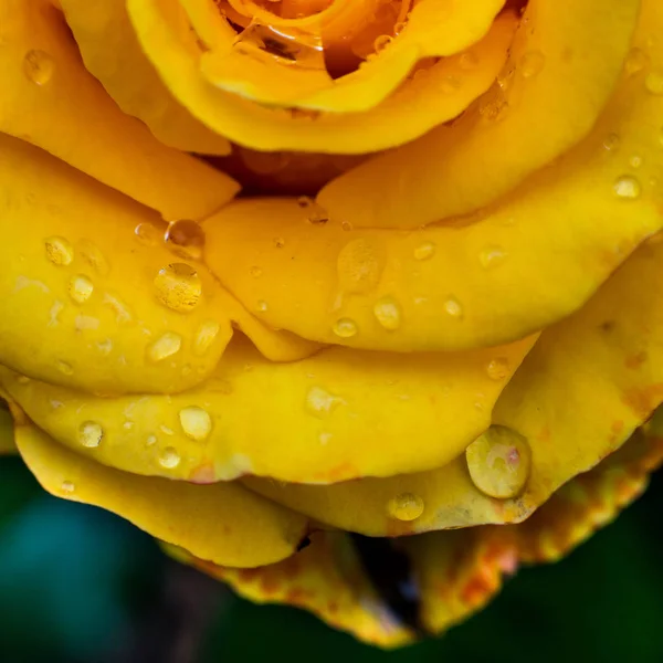 Eine Nahaufnahme einer gelben Rose, eine gelbe Rosenblüte als Geschenk, Valentinstag Hintergrund, Hochzeitstag, Valentinstag gelbe Rosen.Herzförmig, Rose im Garten, Naturkonzept, Frühlingskonzept, Rosen im Wassertropfen — Stockfoto