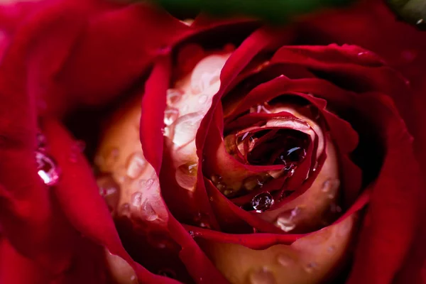 Eine Nahaufnahme einer roten Rose, eine rote Rosenblüte als Geschenk, Valentinstag Hintergrund, Hochzeitstag, Valentinstag rote Rosen.Herzförmig, Rose im Garten, Naturkonzept, Frühlingskonzept, Rosen im Wassertropfen — Stockfoto