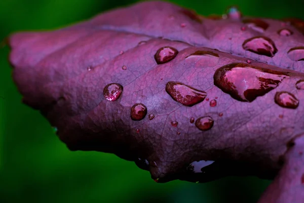 Beautiful violet leaf with drops of water, leaf with water drops for background,Rain Drops on small Plant after a Rainstorm Macro,water drop shine in sun light,morning nature,spring nature concept