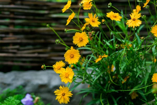 Close-up van de mooie gele bloemen in de tuin, de achtergrond van de lente met mooie gele flowers.spring-zomer concept, bloemen concept, lentetuin, lente bloemen — Stockfoto