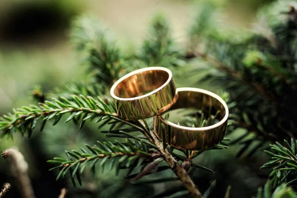 Hermosos anillos de boda en una rama de árbol verde, accesorios nupciales, boda europea, boda americana — Foto de Stock