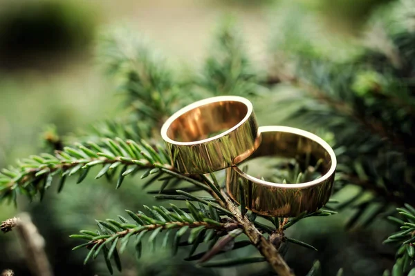 Hermosos anillos de boda en una rama de árbol verde, accesorios nupciales, boda europea, boda americana — Foto de Stock