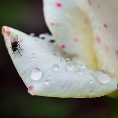 Beyaz bir gül, beyaz gül çiçek hediye, Sevgililer günü arka plan, düğün günü, Sevgililer günü beyaz Rose.Heart şekilli, gül Bahçe, doğa kavramı, Bahar kavramı, makro çekim yakından gül su damla