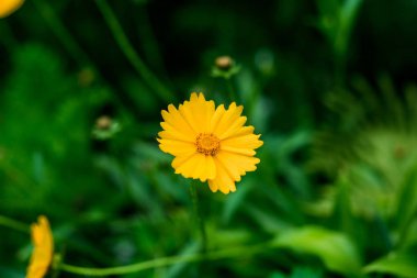 Tatlı güzel sarı çiçek Bahçe, güzel sarı flowers.spring-yaz kavramı, çiçek kavramı, bahar bahçe, bahar arka plan bahar çiçekleri
