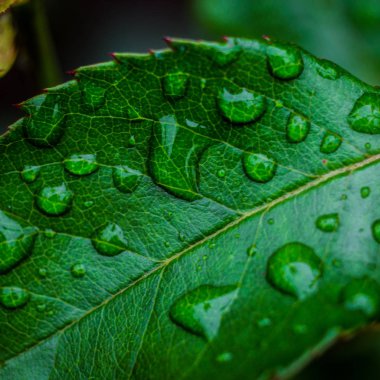Güzel yeşil yaprak suyu, yaprak için arka plan, yağmur damlaları bir yağmur fırtınası makro, güneş ışığı, sabah doğada su damla Parlatıcı bahar sonra doğa kavramı küçük bitki üzerinde su damla damla ile