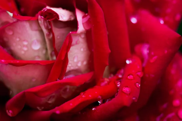 Eine Nahaufnahme einer roten Rose, eine rote Rosenblüte als Geschenk, Valentinstag Hintergrund, Hochzeitstag, Valentinstag rote Rosen.Herzförmig, Rose im Garten, Naturkonzept, Frühlingskonzept, Rosen im Wassertropfen — Stockfoto