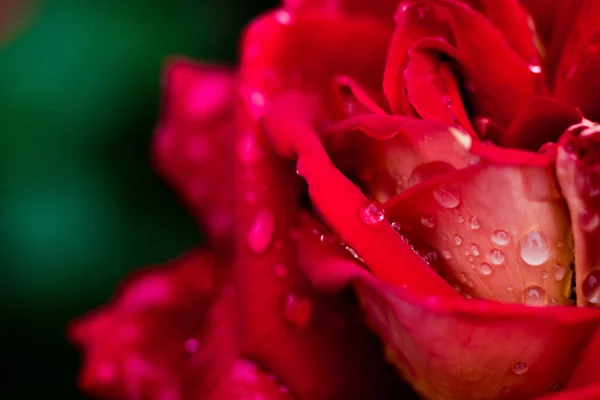 Eine Nahaufnahme einer roten Rose, eine rote Rosenblüte als Geschenk, Valentinstag Hintergrund, Hochzeitstag, Valentinstag rote Rosen.Herzförmig, Rose im Garten, Naturkonzept, Frühlingskonzept, Rosen im Wassertropfen — Stockfoto