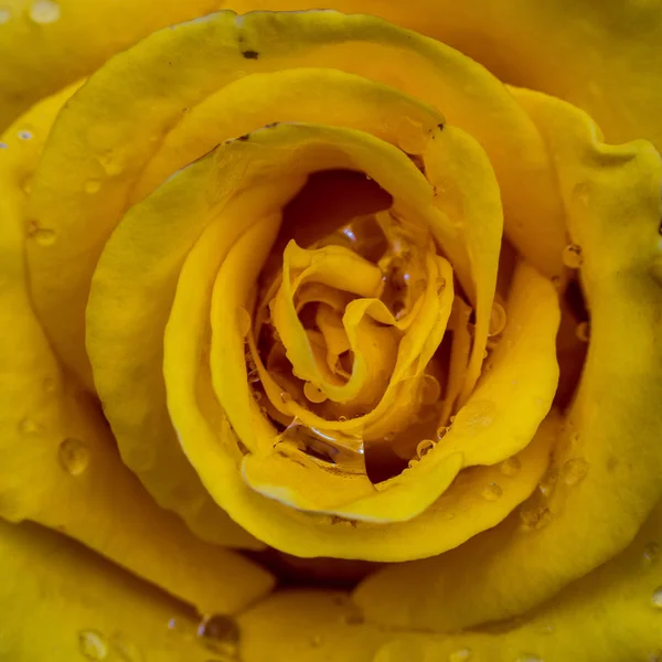 Eine Nahaufnahme einer gelben Rose, eine gelbe Rosenblüte als Geschenk, Valentinstag Hintergrund, Hochzeitstag, Valentinstag gelbe Rosen.Herzförmig, Rose im Garten, Naturkonzept, Frühlingskonzept, Rosen im Wassertropfen — Stockfoto