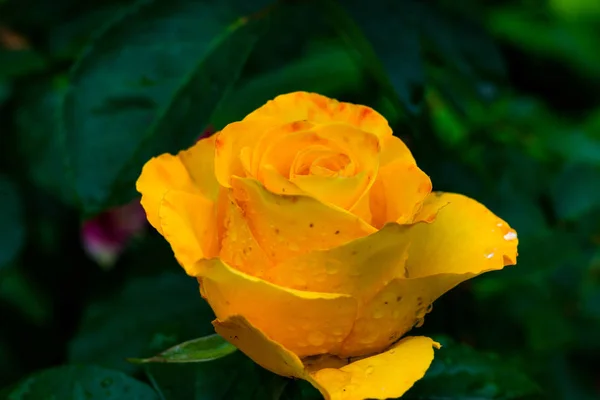 Un gros plan macro d'une rose jaune, Une fleur de rose jaune par cadeau, Fond de la Saint-Valentin, Jour du mariage, Rosier jaune Valentin. En forme de coeur, rose dans le jardin, concept de nature, concept de printemps, roses dans l'eau goutte — Photo