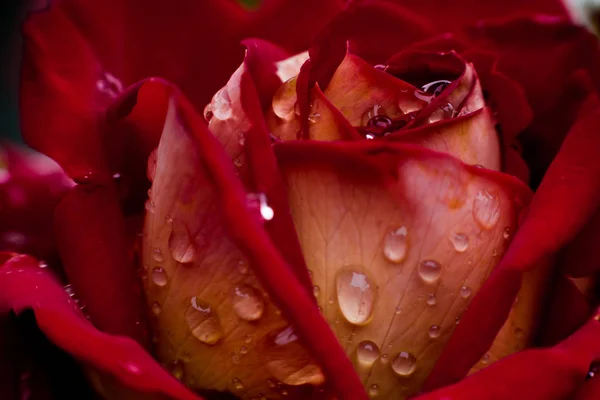 Eine Nahaufnahme einer roten Rose, eine rote Rosenblüte als Geschenk, Valentinstag Hintergrund, Hochzeitstag, Valentinstag rote Rosen.Herzförmig, Rose im Garten, Naturkonzept, Frühlingskonzept, Rosen im Wassertropfen — Stockfoto