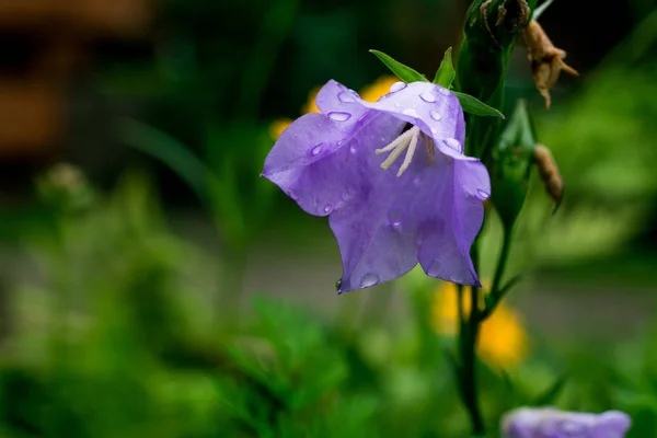 Fleurs de cloche bleue, fleur de cloche violette. Beau fond printanier avec bouquet campanula.Fleurs de cloche bleue dans la forêt printanière - fermer. Fleur de ballon ou Platycodon grandiflorus, concept de printemps — Photo
