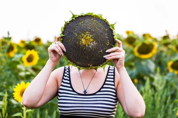 Girassol maduro nas mãos de menina de prety, campo de girassóis florescendo em um pôr do sol de fundo, paisagem de verão, Fundo de sementes maduras em um girassóis. — Fotografia de Stock