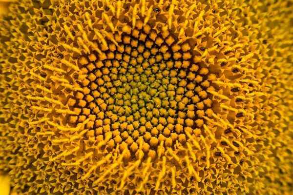 Sonnenblumenfeld, blühendes Sonnenblumenfeld vor Sonnenuntergang, Sommerlandschaft, leuchtend gelbe Sonnenblumen und Sonne, Nahaufnahme von Sonnenblumen vor einem Feld — Stockfoto