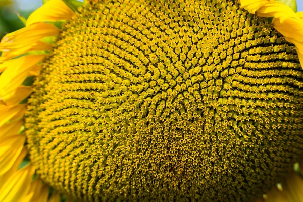 Campo di girasole, campo di girasoli in fiore su uno sfondo tramonto, paesaggio estivo, Girasoli giallo brillante e sole, Primo piano di girasole contro un campo — Foto Stock