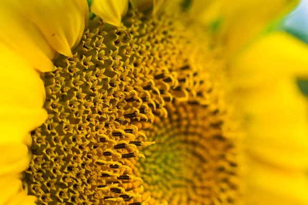 Sonnenblumenfeld, blühendes Sonnenblumenfeld vor Sonnenuntergang, Sommerlandschaft, leuchtend gelbe Sonnenblumen und Sonne, Nahaufnahme von Sonnenblumen vor einem Feld — Stockfoto