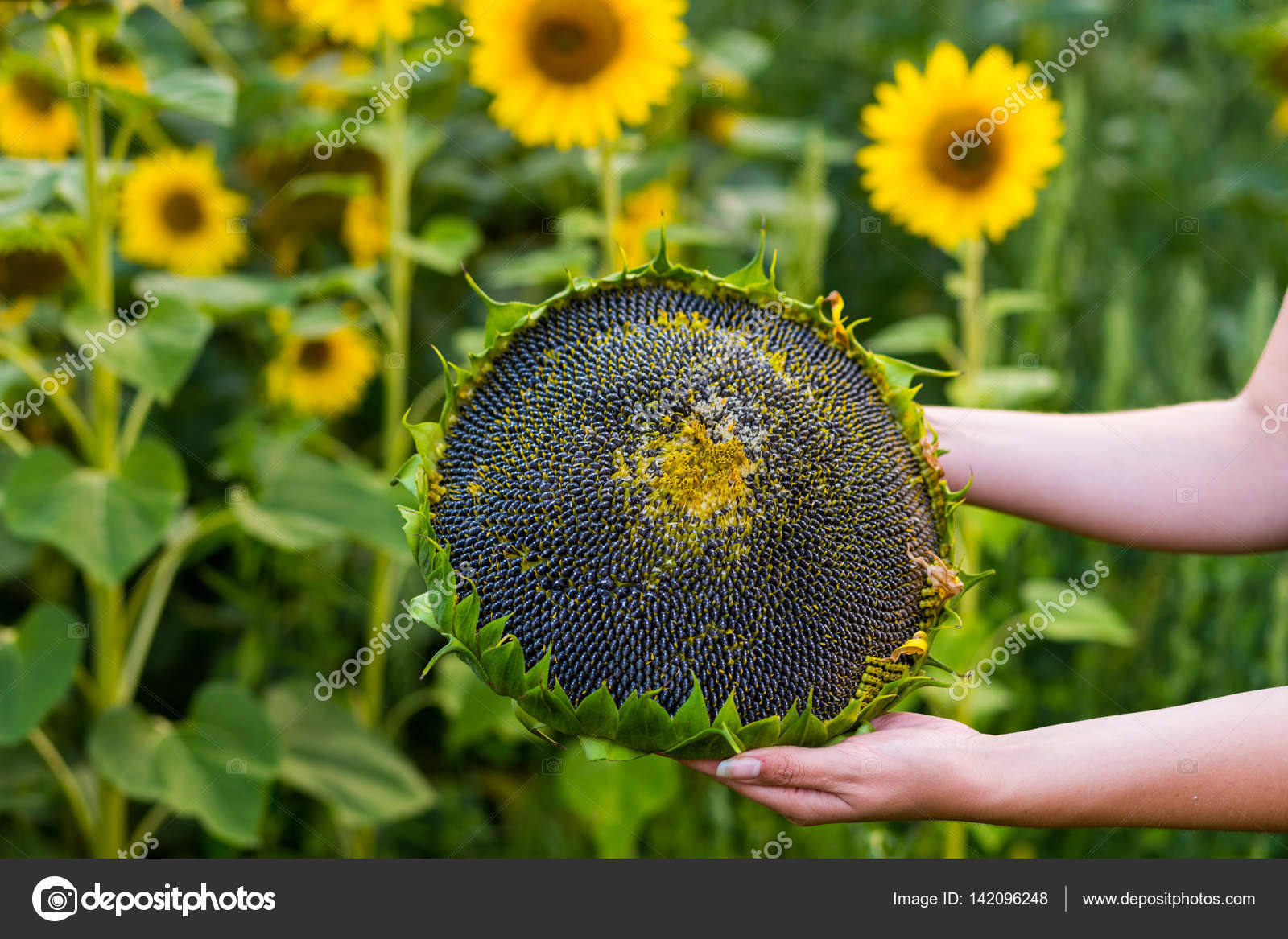 Sonnenblume Samen Ernten