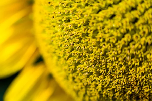 Sonnenblumenfeld, blühendes Sonnenblumenfeld vor Sonnenuntergang, Sommerlandschaft, leuchtend gelbe Sonnenblumen und Sonne, Nahaufnahme von Sonnenblumen vor einem Feld — Stockfoto