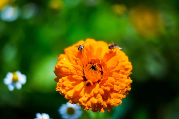 Nahaufnahme von schönen orangefarbenen Blumen im Garten, Frühling Hintergrund mit schönen orangefarbenen Blüten.Frühling-Sommer-Konzept, Blumen-Konzept, Frühlingsgarten, Frühlingsblumen — Stockfoto