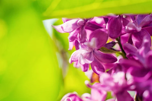 Flieder. Purpurflieder. Strauß lila Flieder. schöne fliederfarbene Blüten - aus nächster Nähe. getöntes photo.spring sommer konzept, natur konzept — Stockfoto