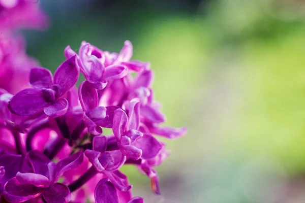 Lila. Lila Lilac. Csokor lila lilacs. Gyönyörű virágok lila-közelről. Tónusú Photo. tavaszi nyári koncepció, természet koncepció — Stock Fotó