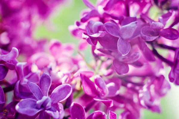 Flieder. Purpurflieder. Strauß lila Flieder. schöne fliederfarbene Blüten - aus nächster Nähe. getöntes photo.spring sommer konzept, natur konzept — Stockfoto