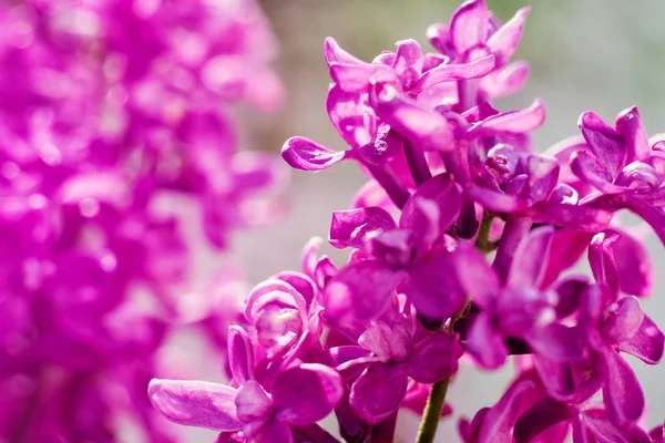 Flieder. Purpurflieder. Strauß lila Flieder. schöne fliederfarbene Blüten - aus nächster Nähe. getöntes photo.spring sommer konzept, natur konzept — Stockfoto