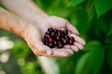 Olgun lezzetli kırmızı kadın elinde tutan kadınların elleri closeup, sağlıklı beslenme, diyet, vejeteryan yiyecek ve insan kavramı - yakın içinde kiraz kadar çilek, taze meyveler, berry ile güzellik