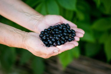 kadınların elleri closeup, sağlıklı beslenme, diyet, vejeteryan yiyecek ve insan kavramı - içinde olgun lezzetli üzümü yakın çekim kadın elinde tutan çilek, taze meyveler, berry ile güzellik