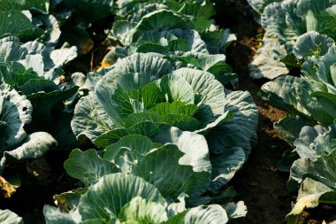 Manzaralı bir taze büyüyen lahana field.napa lahana, Çin lahanası taze lahana alan, lahana, hurvest kavramı tarımı büyüyen bitkinin