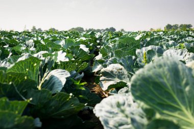 Manzaralı bir taze büyüyen lahana field.napa lahana, Çin lahanası taze lahana alan, lahana, hurvest kavramı tarımı büyüyen bitkinin