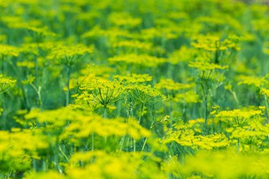 Çiçek yeşil dereotu (rezene). Yeşil renkli çiçeklerle dereotu, dereotu (Anethum graveolens) sarı çiçekler. Up.Natural yaz arka plan - sarı çiçek çiçeklenme dereotu herb Bahçe üzerinde kapatın