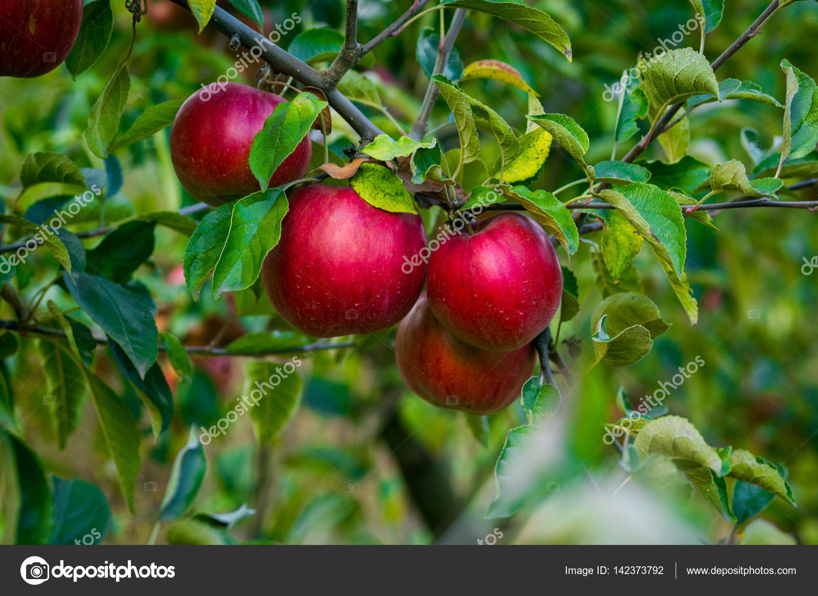 Fresh Organic Apples,apple orchard,Apple garden full of riped red apples, apples for juice,Organic red apples hanging on a tree branch,apple trees in  a row, before harvest Stock Photo by ©bondvit 142373792