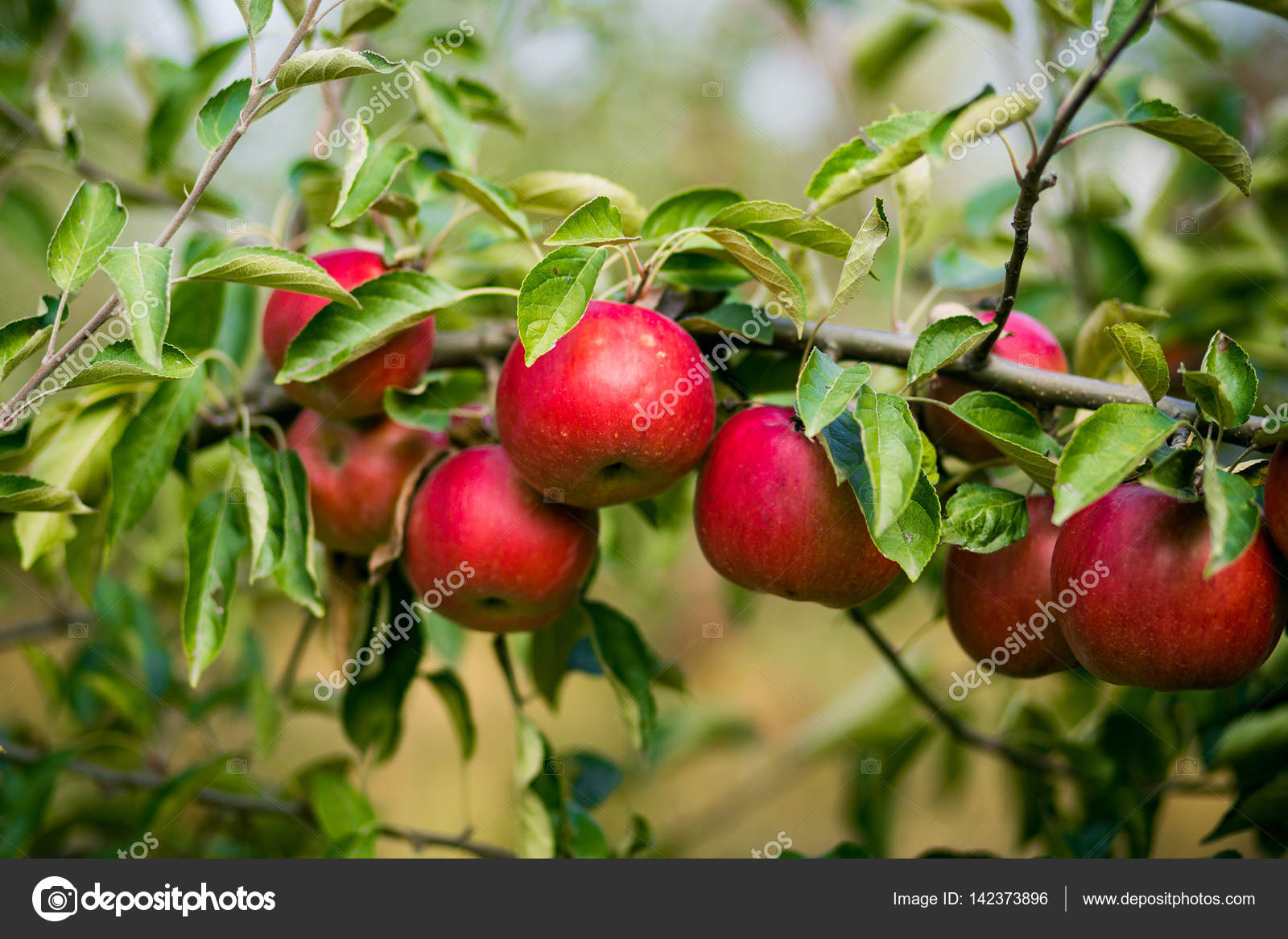 https://st3.depositphotos.com/8000700/14237/i/1600/depositphotos_142373896-stock-photo-fresh-organic-applesapple-orchardapple-garden.jpg