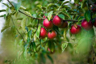 Taze organik elma, elma bahçesi, elma Bahçe tam riped Kırmızı elma, elma suyu, organik Kırmızı elma, bir ağaç dalına asılı elma ağaçları üst üste önce hasat için