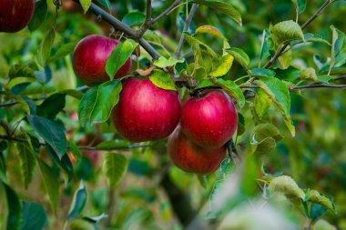 Taze organik elma, elma bahçesi, elma Bahçe tam riped Kırmızı elma, elma suyu, organik Kırmızı elma, bir ağaç dalına asılı elma ağaçları üst üste önce hasat için