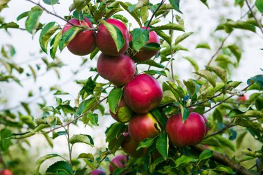 Taze organik elma, elma bahçesi, elma Bahçe tam riped Kırmızı elma, elma suyu, organik Kırmızı elma, bir ağaç dalına asılı elma ağaçları üst üste önce hasat için