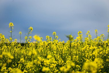 Tecavüz çayır altında mavi gökyüzü, bulutlu gökyüzü, sarı yağlı tohum tecavüz alan, kolza tohumu - brassica napus-bitki yeşil enerji ve petrol endüstrisi için altın alan altın tecavüz alan