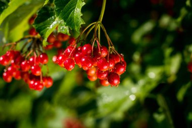 Dalları kartopu (viburnum opulus) çilek ile yaprakları, kartopu meyve ağacı, Ukrayna Kalina, sağlıklı yaşam, fructarians, tatlım, tıbbi ve Yenilebilir bitki