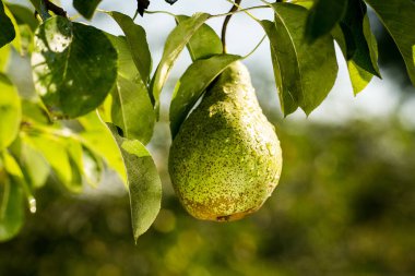 armut bir şube, olgunlaşmamış yeşil armut, armut ağacı, lezzetli genç armut ağacı, yaz meyve bahçesi asılı. Kırpma armut, sağlıklı organik armut. Doğa arka plan sulu flavorful armut. 