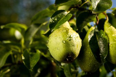 armut bir şube, olgunlaşmamış yeşil armut, armut ağacı, lezzetli genç armut ağacı, yaz meyve bahçesi asılı. Kırpma armut, sağlıklı organik armut. Doğa arka plan sulu flavorful armut. 