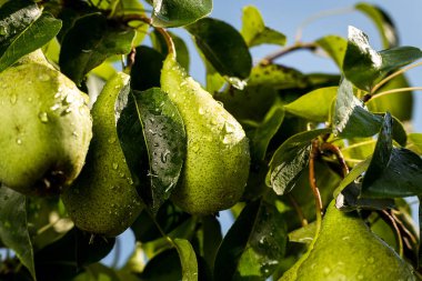 armut bir şube, olgunlaşmamış yeşil armut, armut ağacı, lezzetli genç armut ağacı, yaz meyve bahçesi asılı. Kırpma armut, sağlıklı organik armut. Doğa arka plan sulu flavorful armut. 