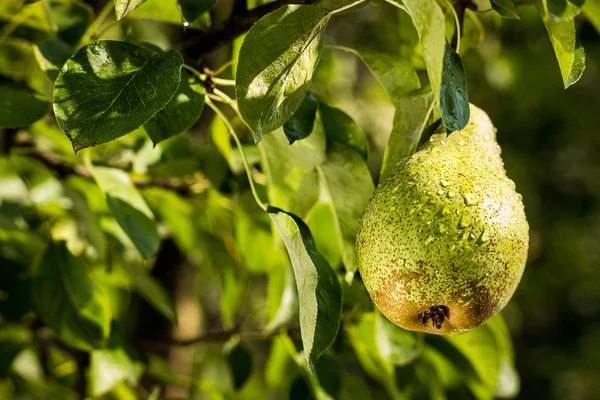 Pears on a branch,unripe green pear,Pear tree,Tasty young pear hanging on tree,Summer fruits garden.Crop of pears,Healthy Organic Pears. Juicy flavorful pears of nature background. — Stock Photo, Image